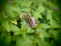 Preview: 18787 / Mentha species